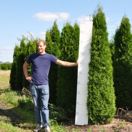 Thuja occidentalis 'Smaragd' 300-325 cm uitverkocht